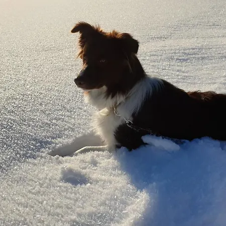 Almdorf Im Winkl - Blockhuettendorf In Groebming