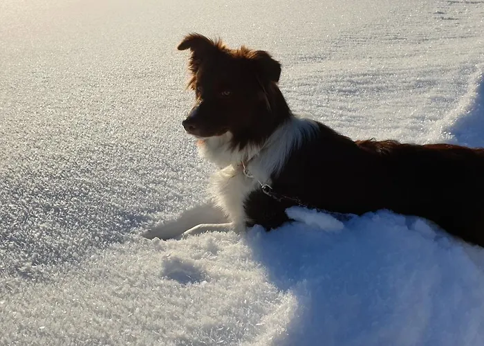 Almdorf Im Winkl - Blockhuettendorf In Groebming