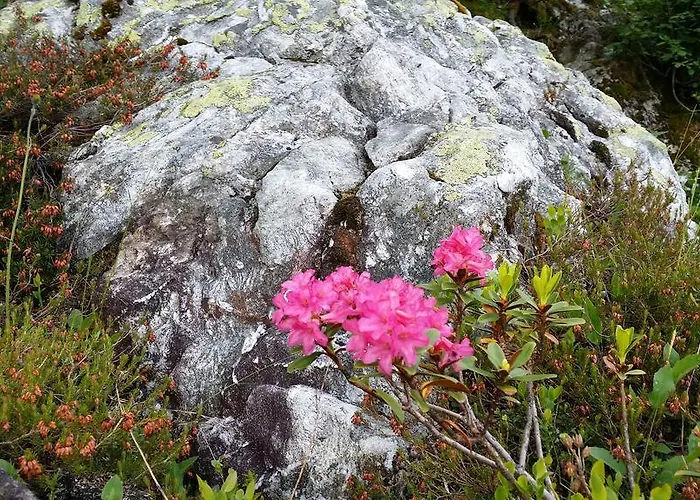 Chalet Almdorf Im Winkl - Blockhuettendorf In Groebming *
